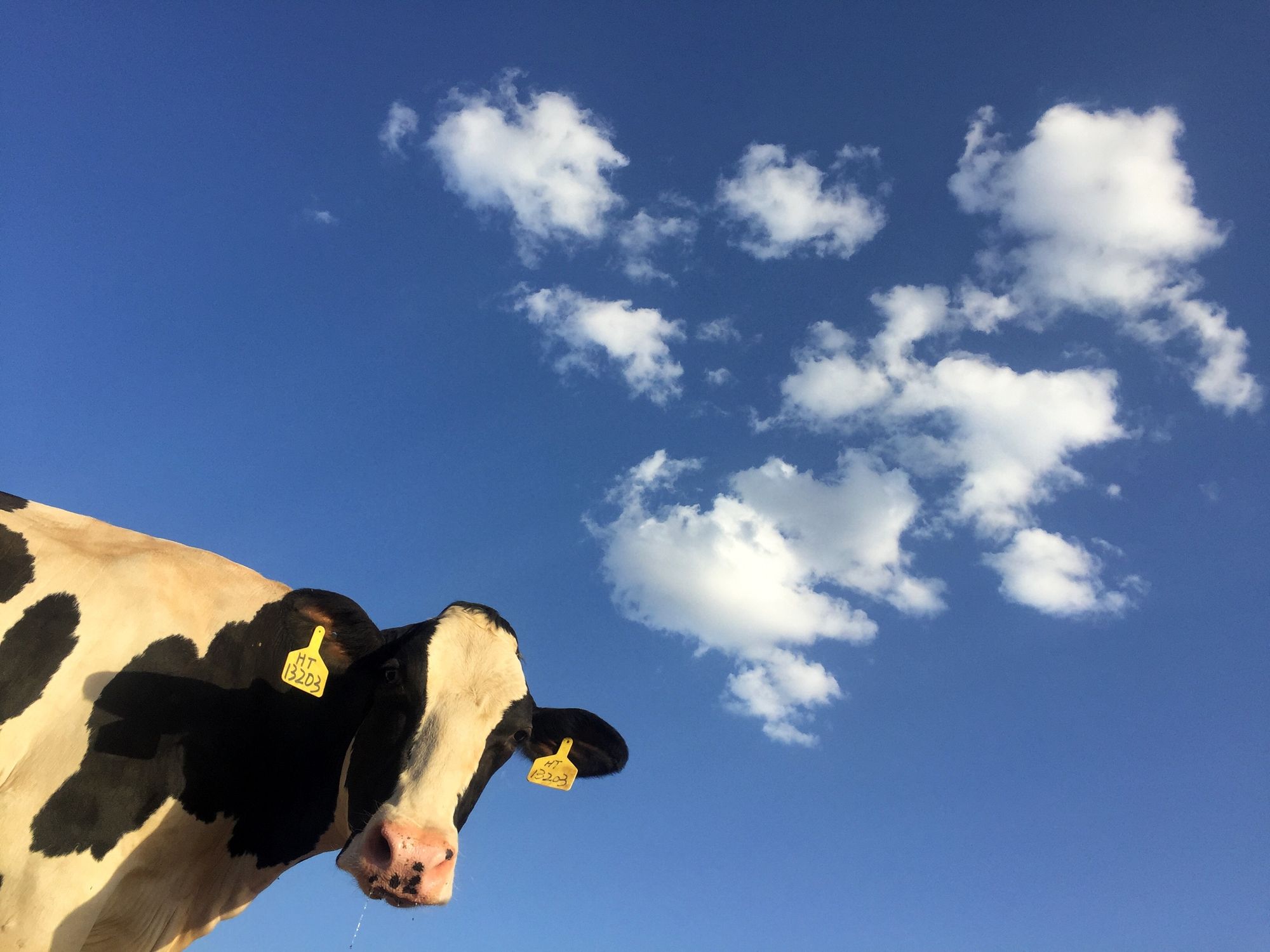 Bringing `cowsay` into a Cloud Foundry world